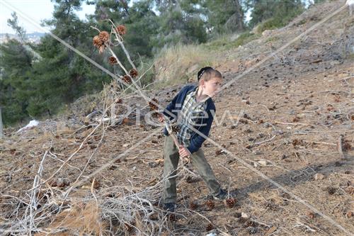 Collecting trees for Lag B'Omer