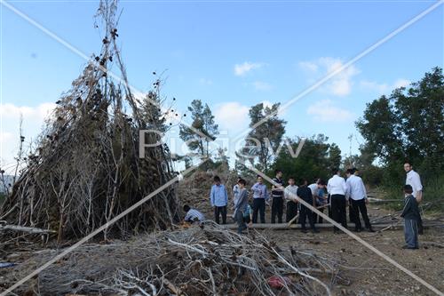 אסיפת עצים לל"ג בעומר