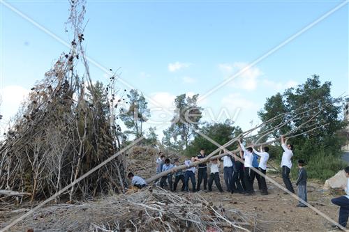 Collecting trees for Lag B'Omer