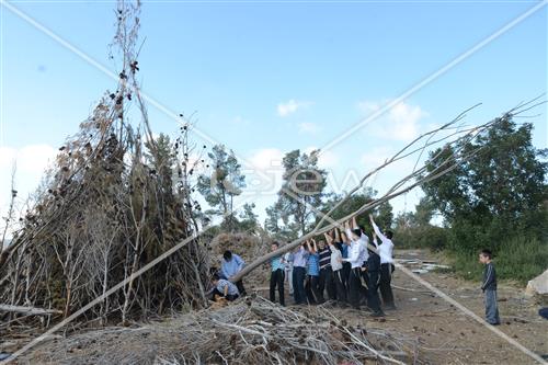 Collecting trees for Lag B'Omer