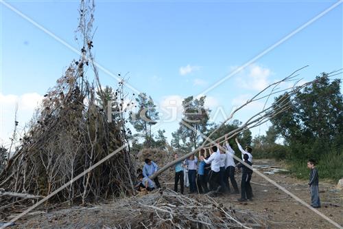 Collecting trees for Lag B'Omer