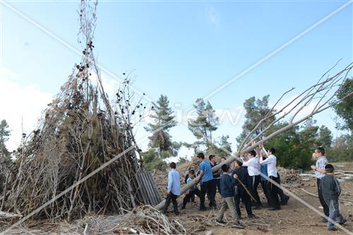 אסיפת עצים לל"ג בעומר