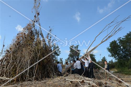 אסיפת עצים לל"ג בעומר