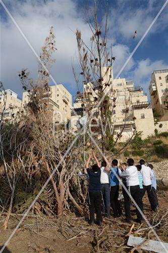 Collecting trees for Lag B'Omer