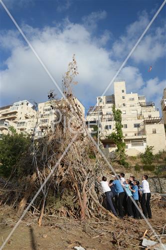 Collecting trees for Lag B'Omer