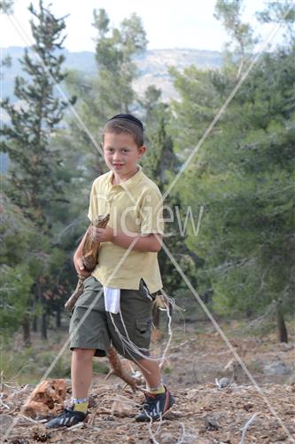 אסיפת עצים לל"ג בעומר