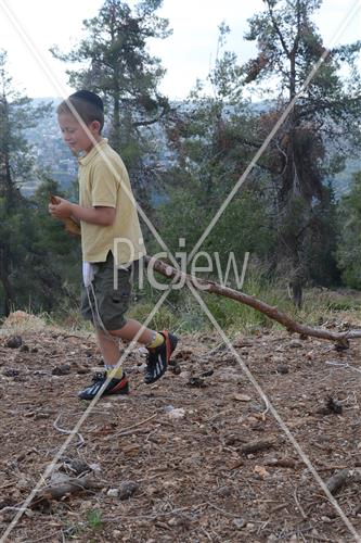 אסיפת עצים לל"ג בעומר