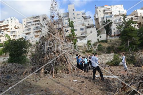 אסיפת עצים לל"ג בעומר
