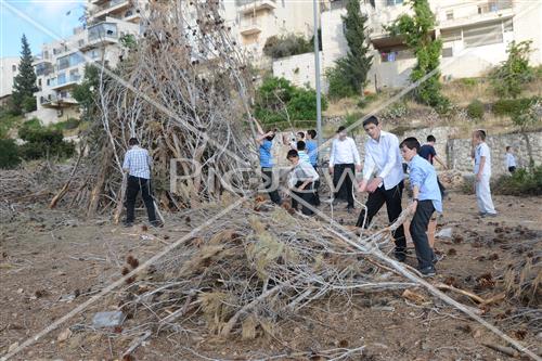 Collecting trees for Lag B'Omer