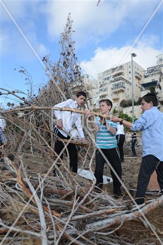 Collecting trees for Lag B'Omer