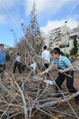 אסיפת עצים לל"ג בעומר