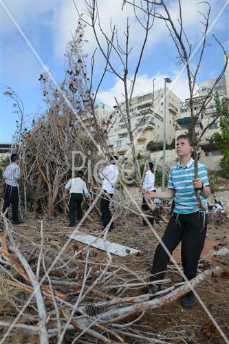 אסיפת עצים לל"ג בעומר