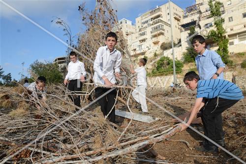 Collecting trees for Lag B'Omer