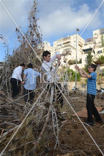 אסיפת עצים לל"ג בעומר