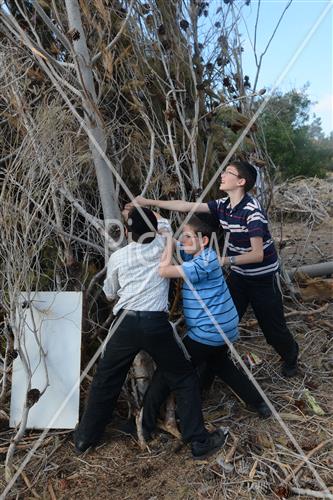 אסיפת עצים לל"ג בעומר