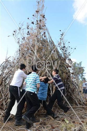 אסיפת עצים לל"ג בעומר