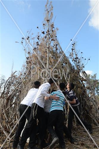 Collecting trees for Lag B'Omer