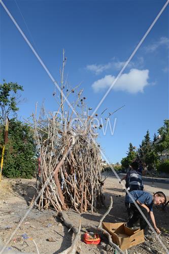 Collecting trees for Lag B'Omer