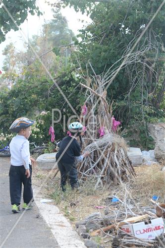 Collecting trees for Lag B'Omer