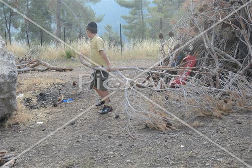 Collecting trees for Lag B'Omer