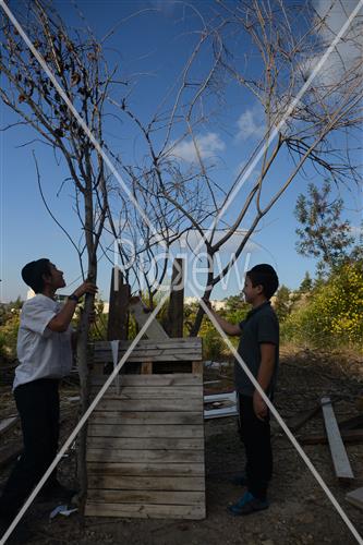 Collecting trees for Lag B'Omer