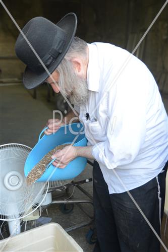 Wheat Harvest