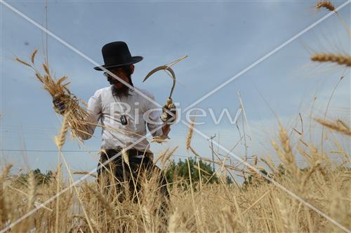 קציר חיטים