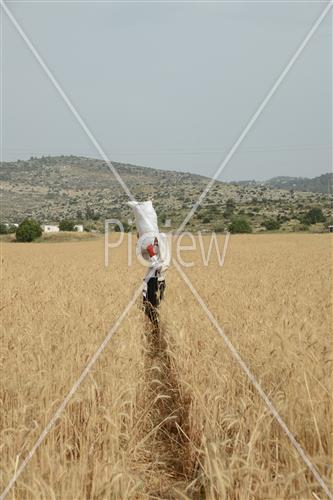 קציר חיטים