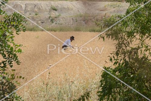 קציר חיטים