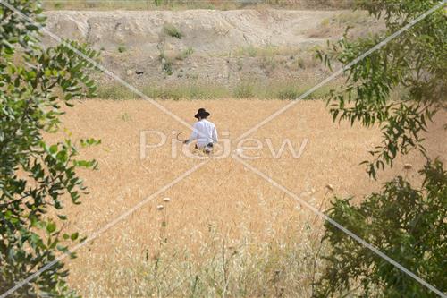 Wheat Harvest