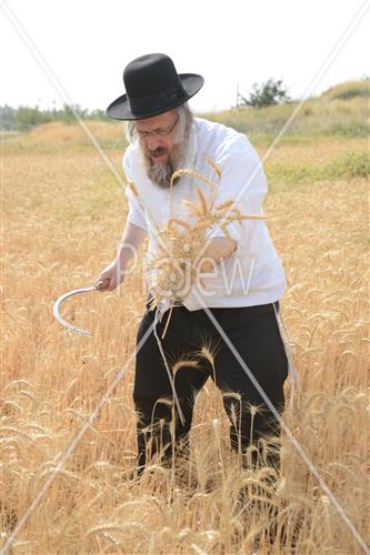 קציר חיטים