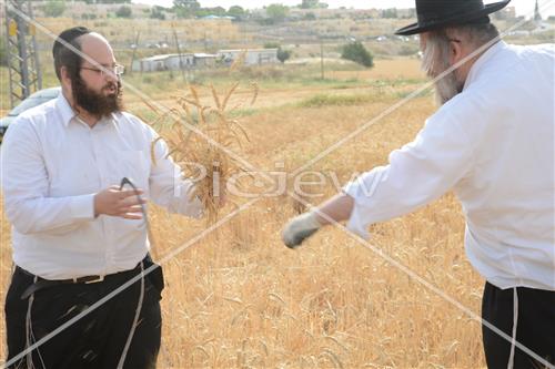 Wheat Harvest