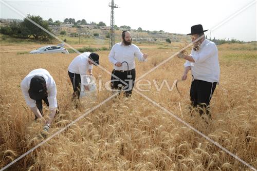 קציר חיטים