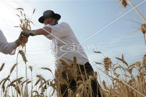 קציר חיטים