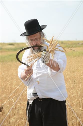 Wheat Harvest