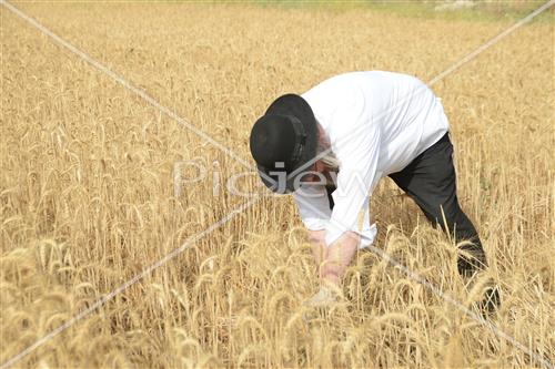 קציר חיטים