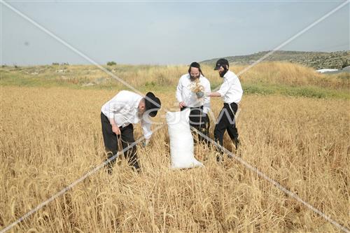 קציר חיטים