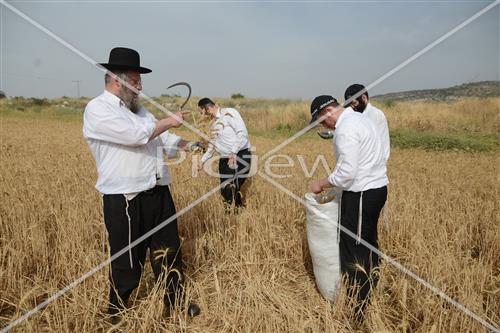 קציר חיטים