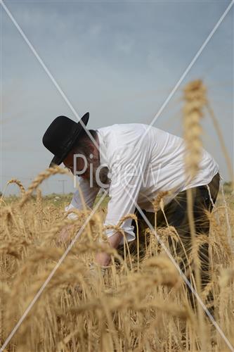 Wheat Harvest