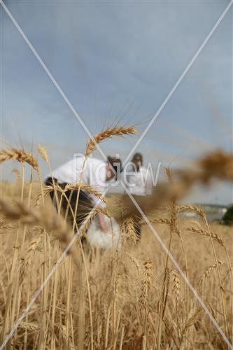 קציר חיטים