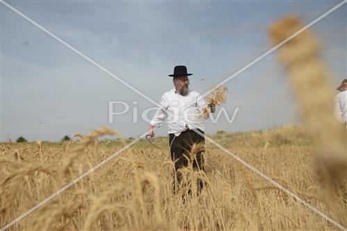 קציר חיטים