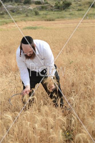 קציר חיטים