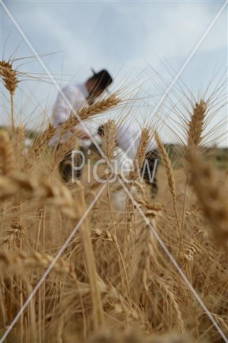 קציר חיטים