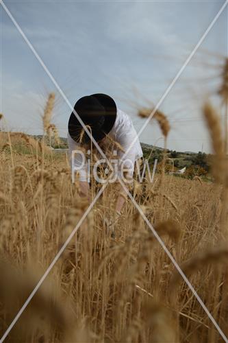 Wheat Harvest