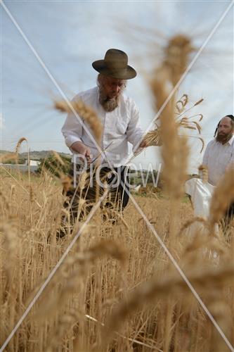 קציר חיטים