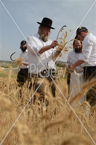 קציר חיטים