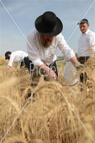 קציר חיטים