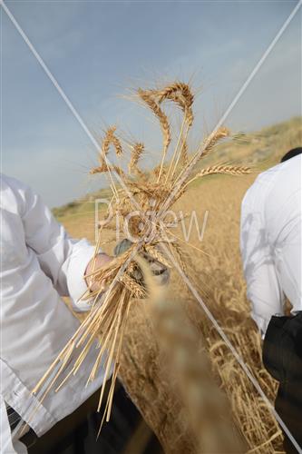 קציר חיטים