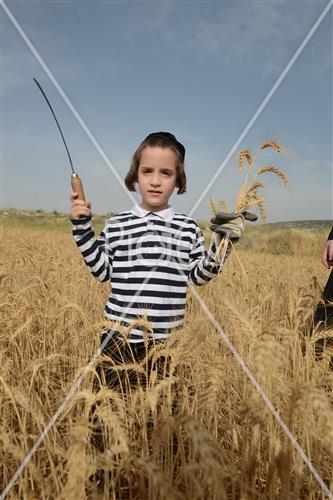 קציר חיטים