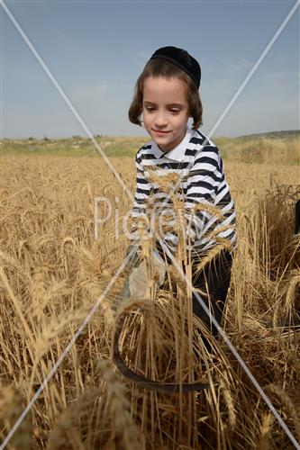 קציר חיטים